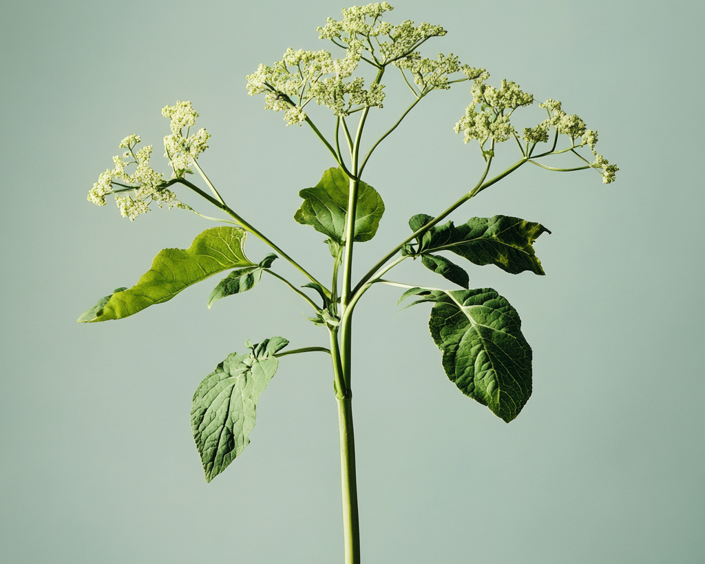 Intercepting Oxidative Stress: How Angelica Archangelica and Cooling Lotions Rescue Reactive Skin