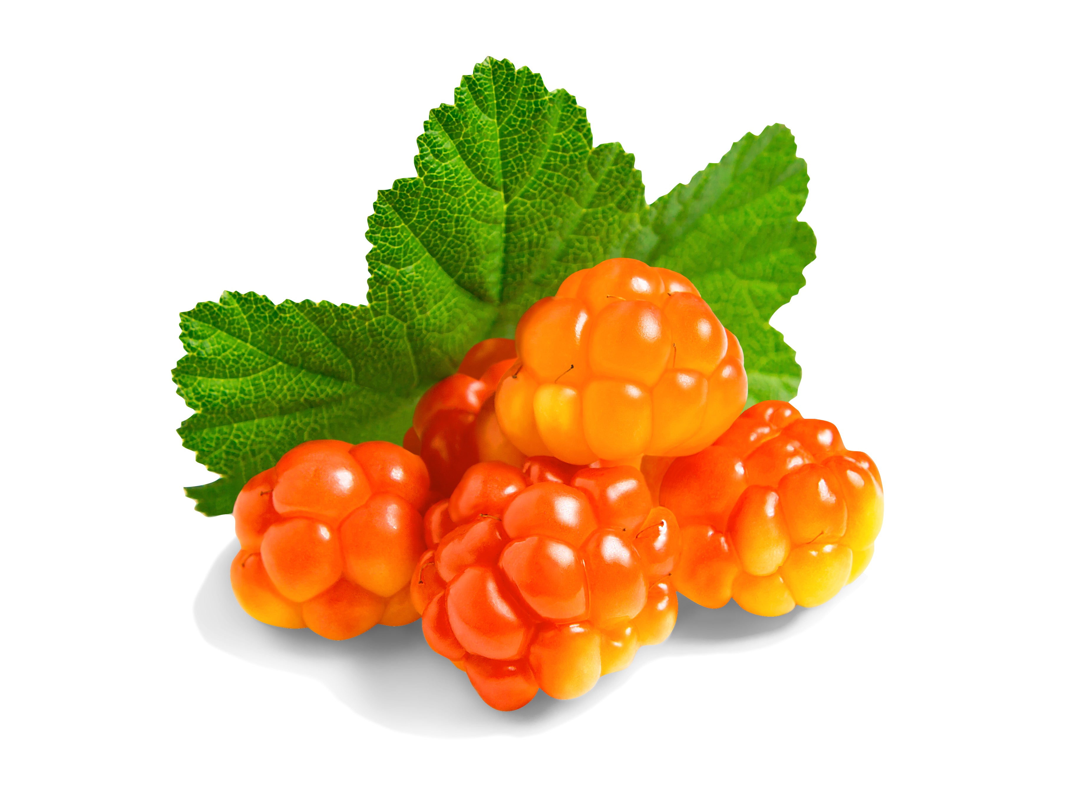 Arctic Cloudberry Seed Oil