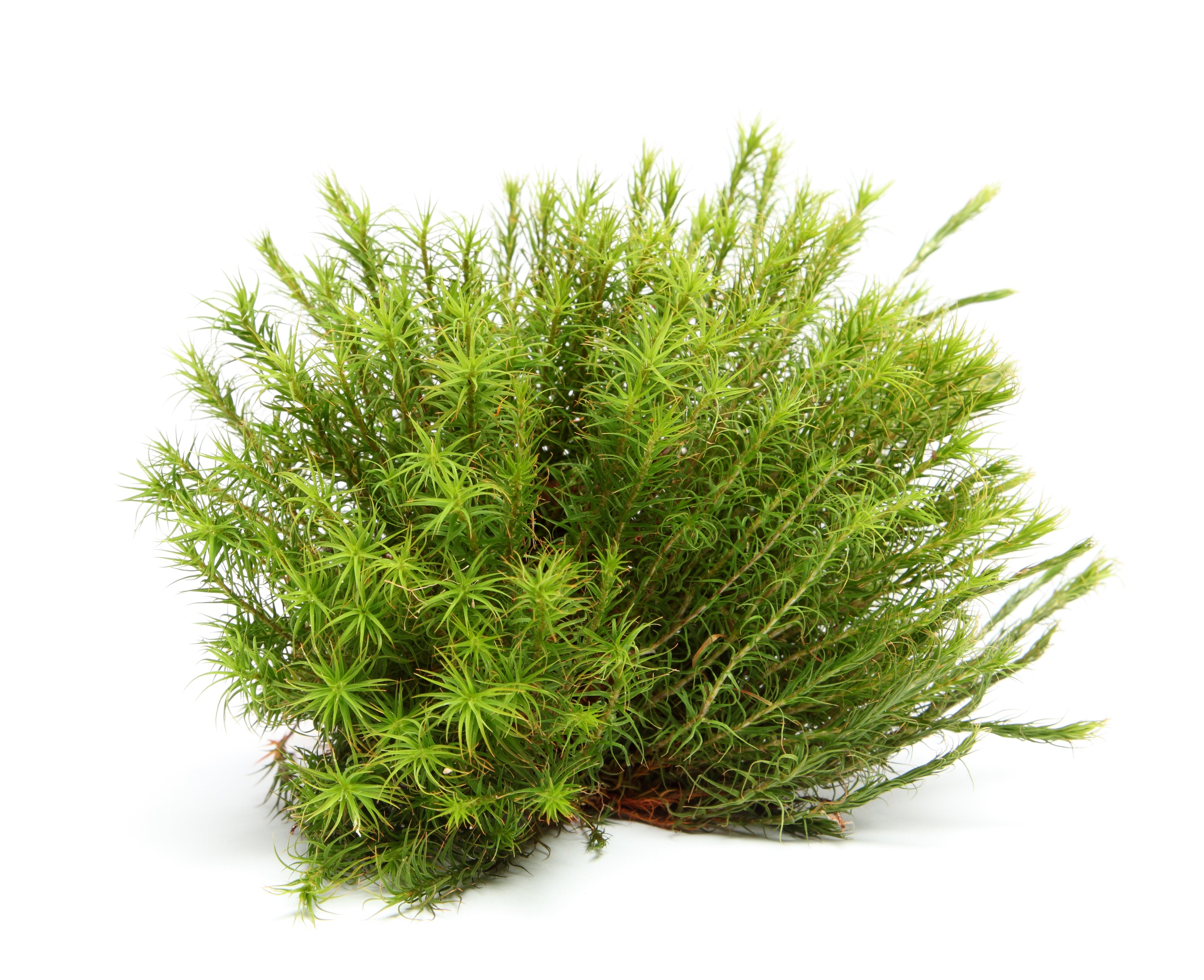 Icelandic Moss