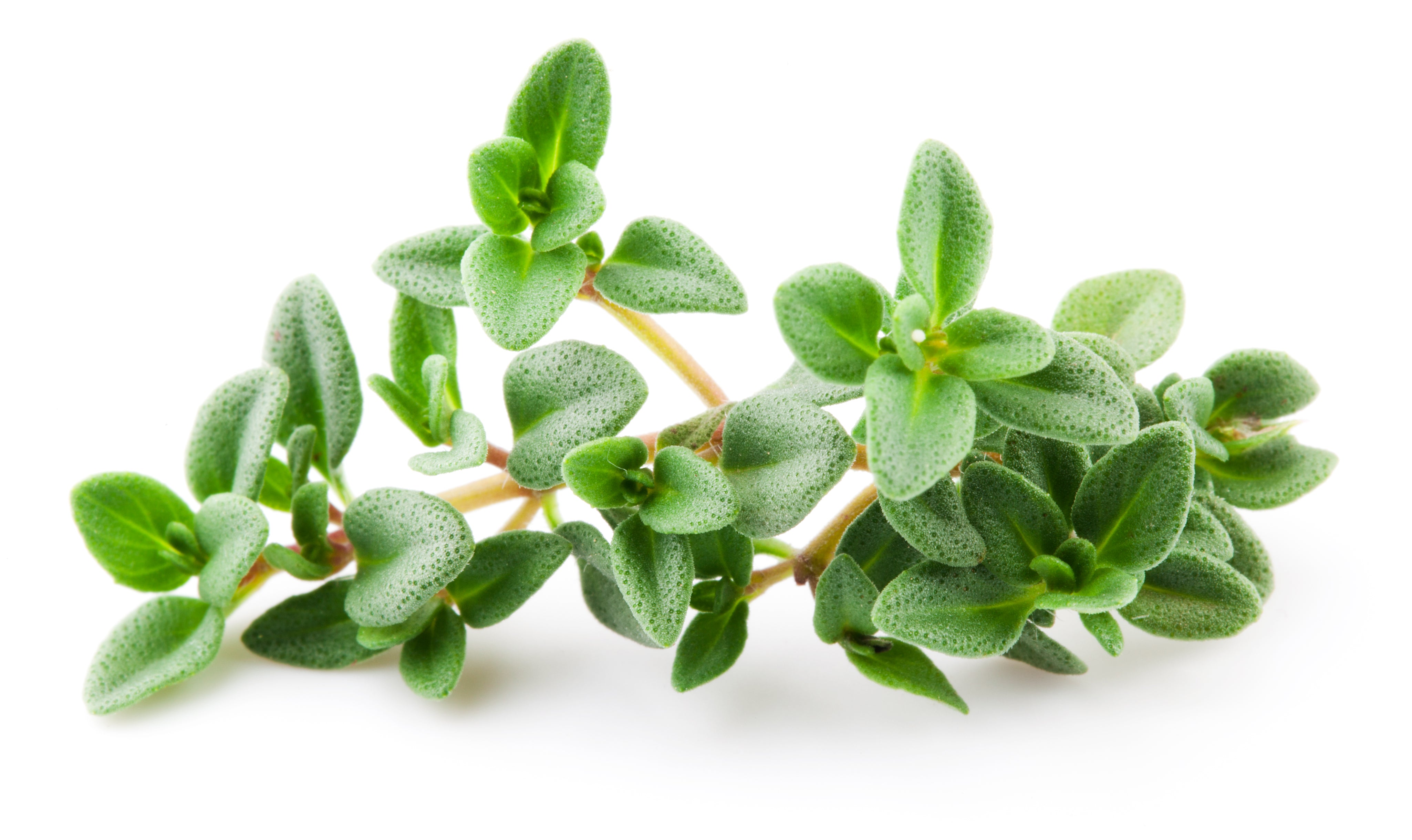 Arctic Thyme