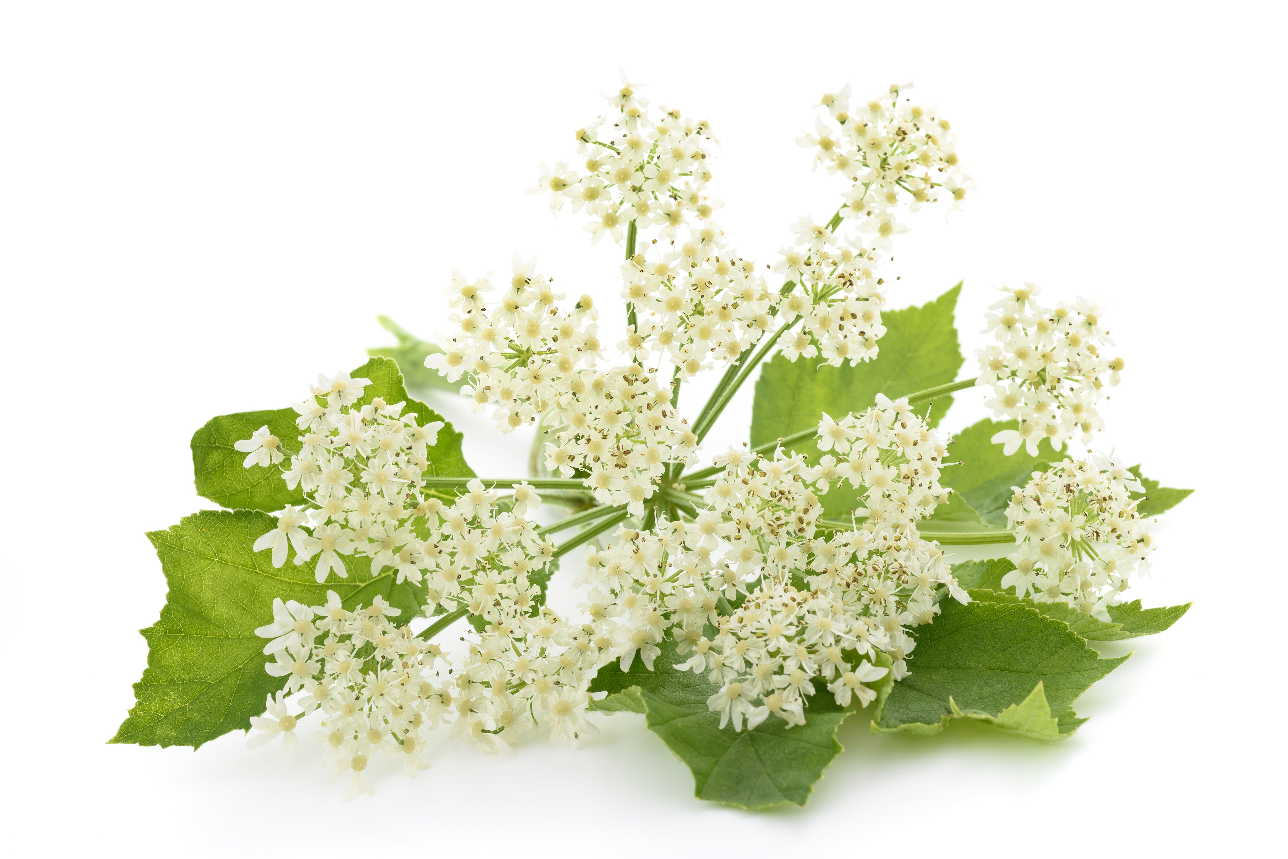Angelica Archangelica
